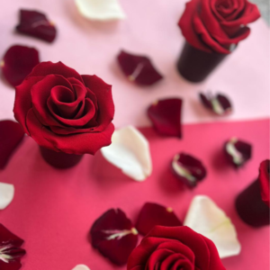 Rose en chocolat